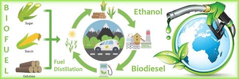 Cassava - En Effektiv StärkKälla för Biodrivmedel och Industriell Matproduktion!