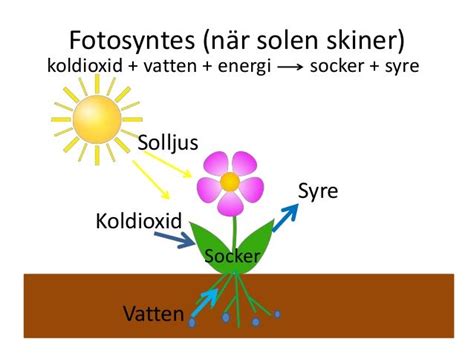  Exotische Nanorör: En Revolution I Fält som Energi Lagring och Biomedicinska Tillämpningar!