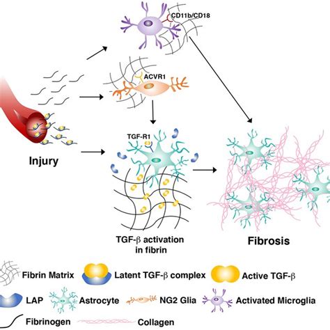  Fibrin: Utmanande Biokompatibilitet och Fascinerande Regenerativ Potential!