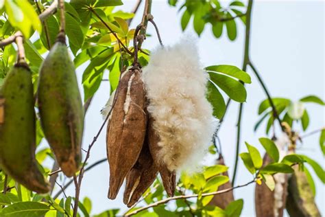 Kapok - Ett Utmärkt Naturfiber För Förtållning Och Isolektering!