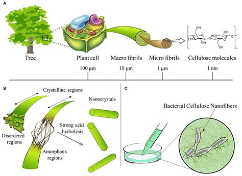  Nanozellulosa - En Revolutionär Material i Avancerad Bioteknik och Hållbara Konstruktionen